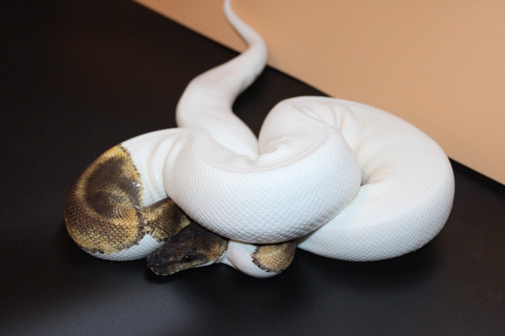 Spécial GHI Piebald PH Clown/ / Ball Python/ Regius python, Slang, Tam, 0 tot 2 jaar