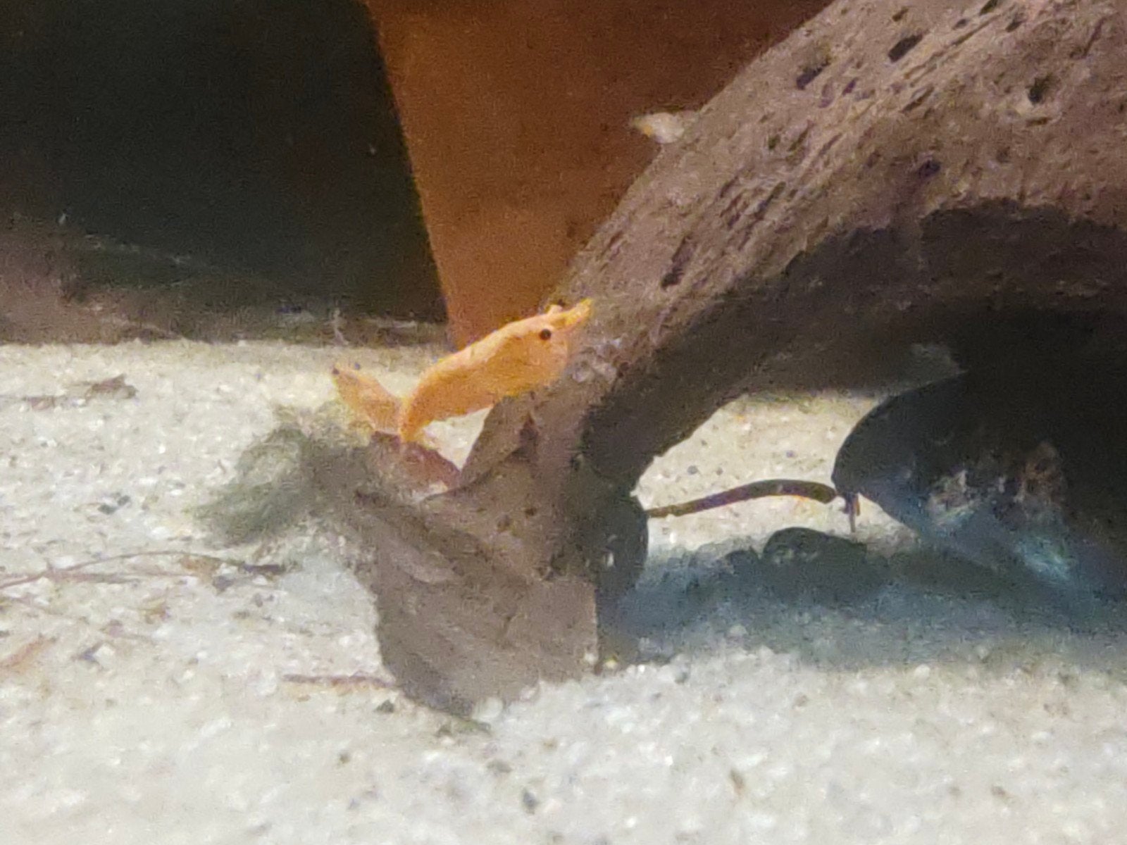 Oranje Neo caridina garnalen, Kreeft, Krab of Garnaal, Zoetwatervis, Schoolvis