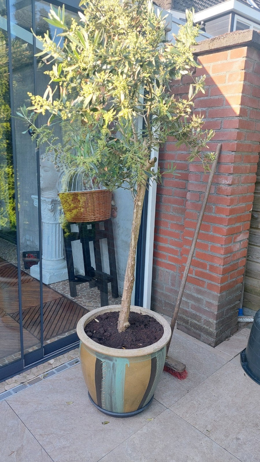 2 olijfbomen in stenen pot, hoogte ongeveer 1.90, Bloeit niet, 100 tot 250 cm, Olijfboom, Ophalen