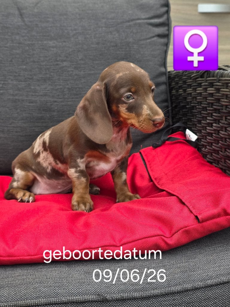 korthaar teckel pups, Dieren en Toebehoren, België, 8 tot 15 weken, Korthaar, Dwerg