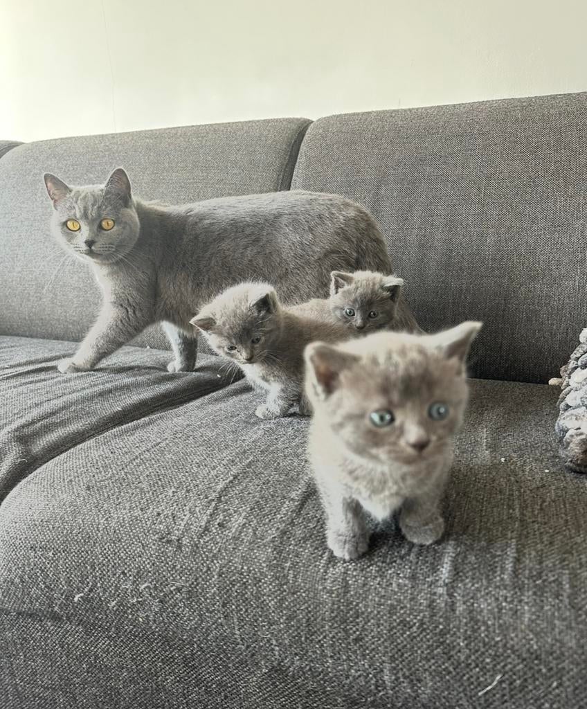 Super lieve Britse korthaar kittens🥰, Dieren en Toebehoren, Meerdere dieren, Ontwormd, 0 tot 2 jaar