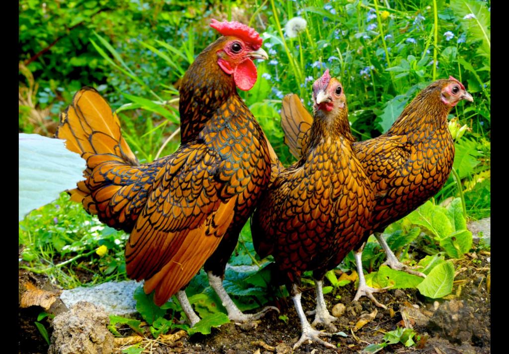 Broedeieren Sebright goud, Dieren en Toebehoren, Pluimvee, Geslacht onbekend, Kip