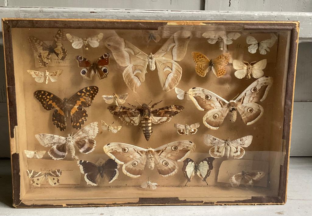 Antieke vlinder vitrine *tres jolie Duiven*, Verzenden
