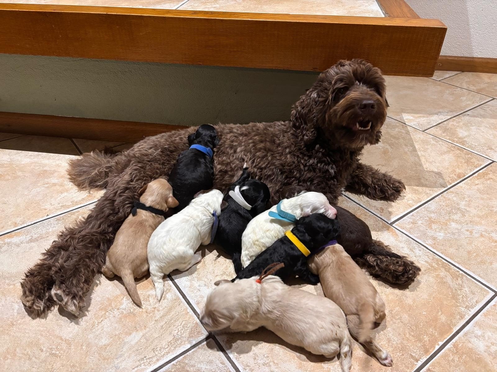 Mini labradoodles geboren12/09 Reutjes nog te reserveren., Nederland, Overige rassen, 8 tot 15 weken, Meerdere