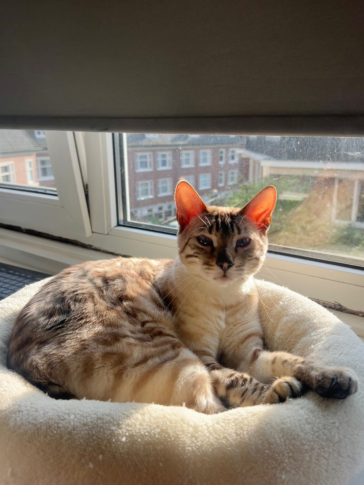 Lieve snow bengaal kater zoekt nieuw huis, Kater