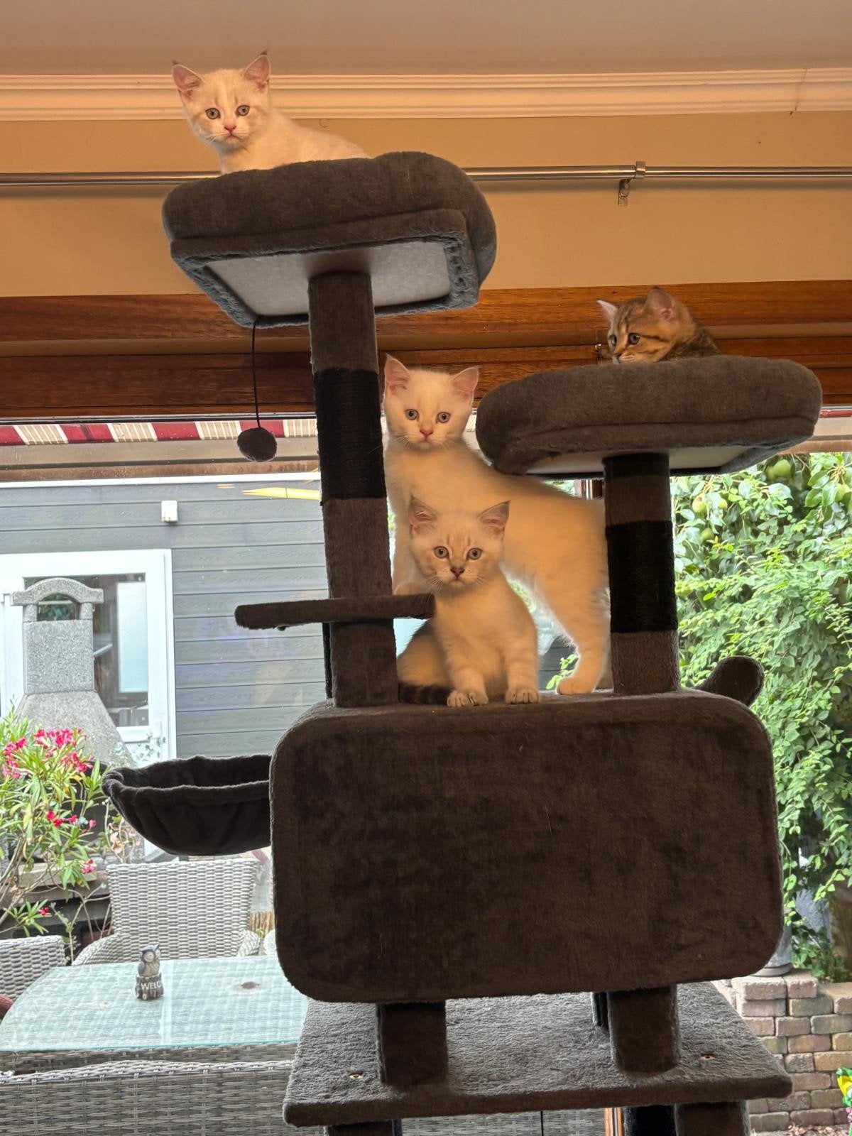 Britse korthaar kittens, Dieren en Toebehoren, Katten en Kittens | Raskatten | Korthaar, Kater, Ingeënt