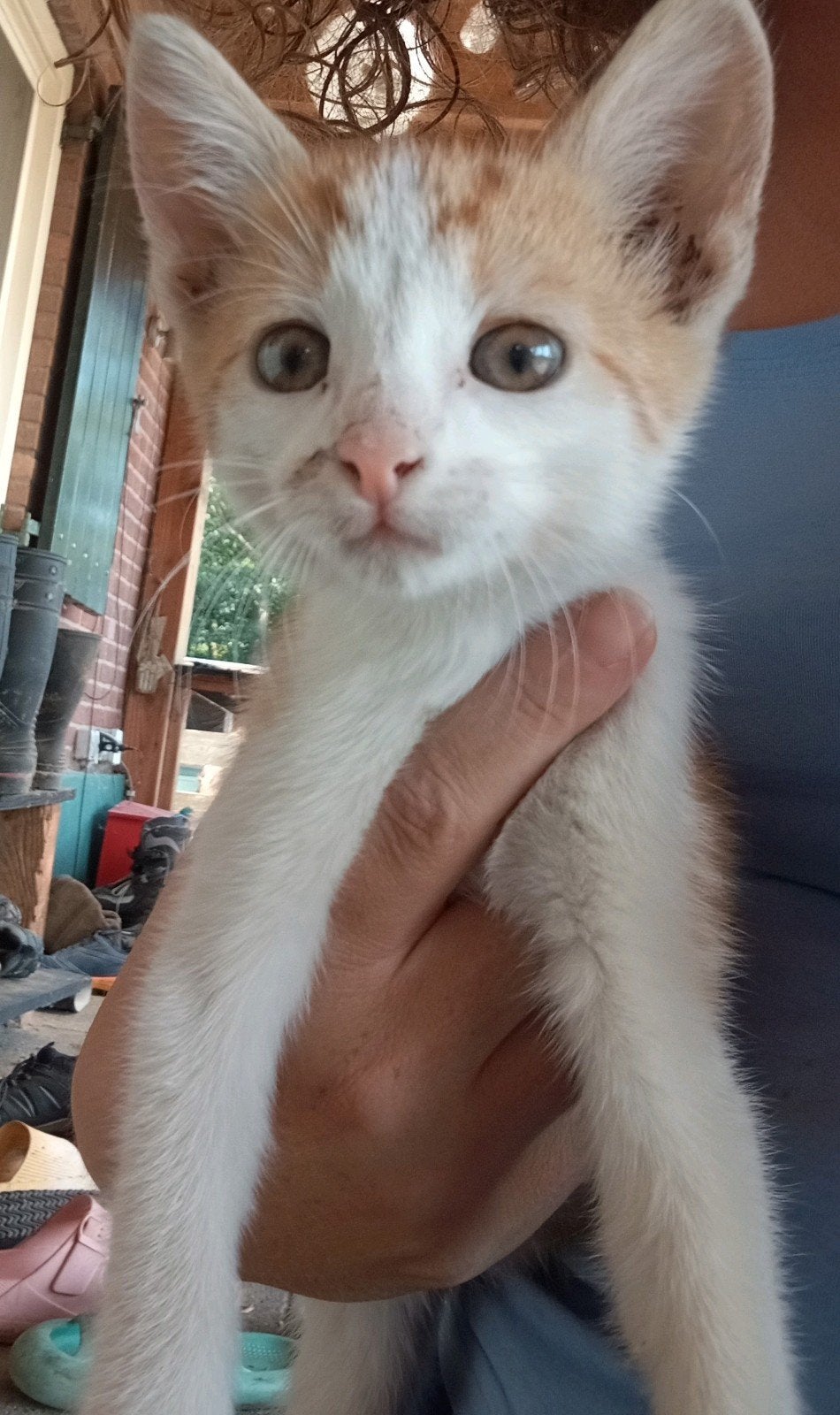 Rode kitten (poes), Poes