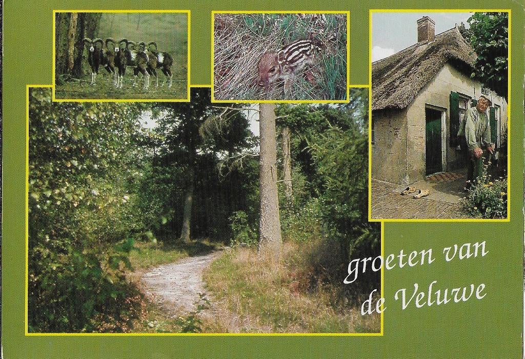 W214 Gelopen ansichtkaart groeten van de veluwe, Ophalen of Verzenden, 1980 tot heden, Gelopen, Gelderland
