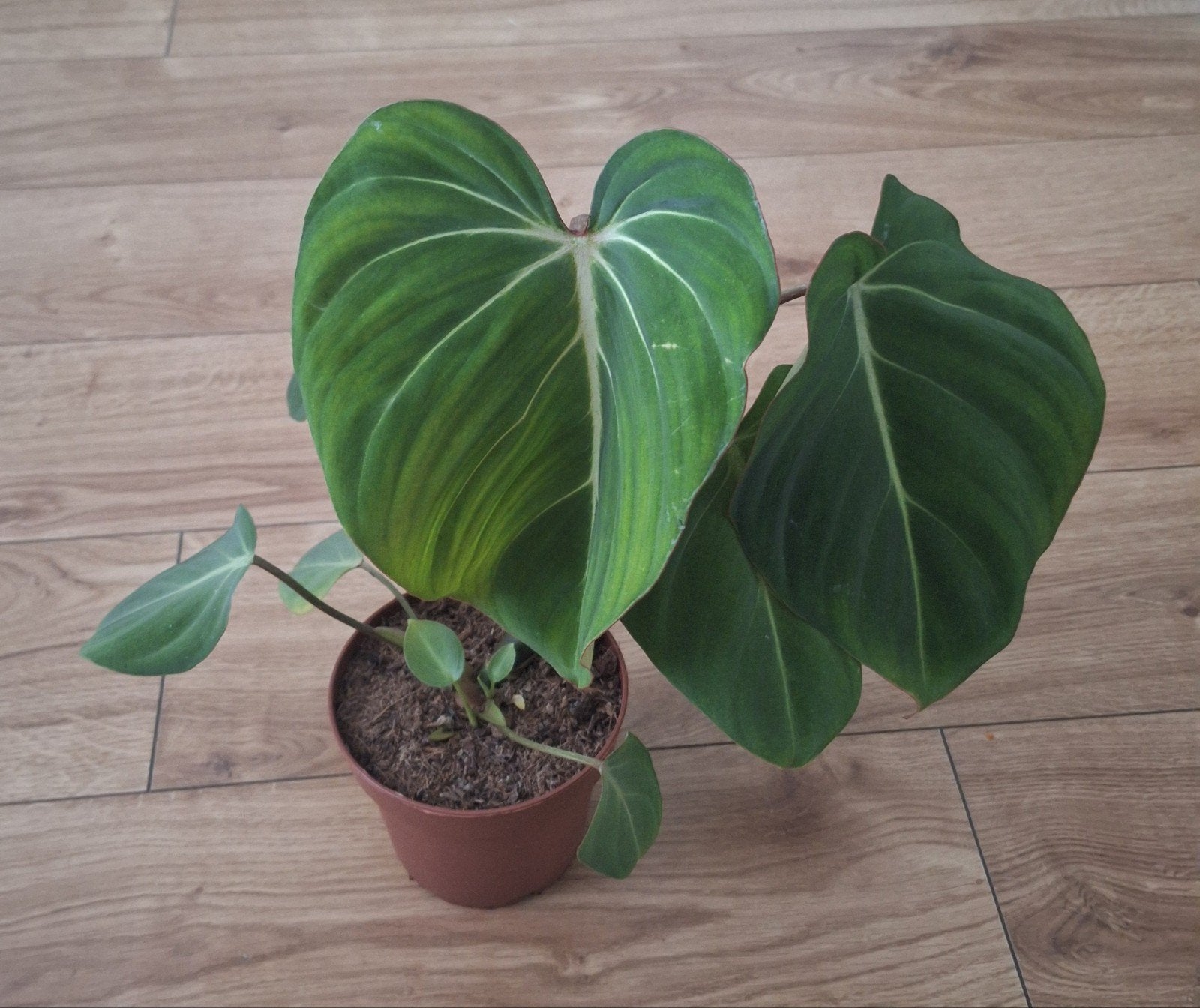 Philodendron gloriosum, Huis en Inrichting, Kamerplanten, Ophalen, Halfschaduw, Minder dan 100 cm