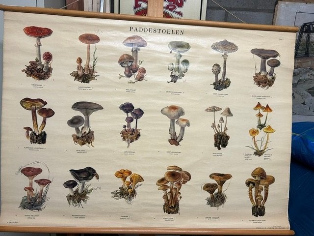 Schoolwandplaat Paddestoelen, Ophalen, Natuur en Biologie