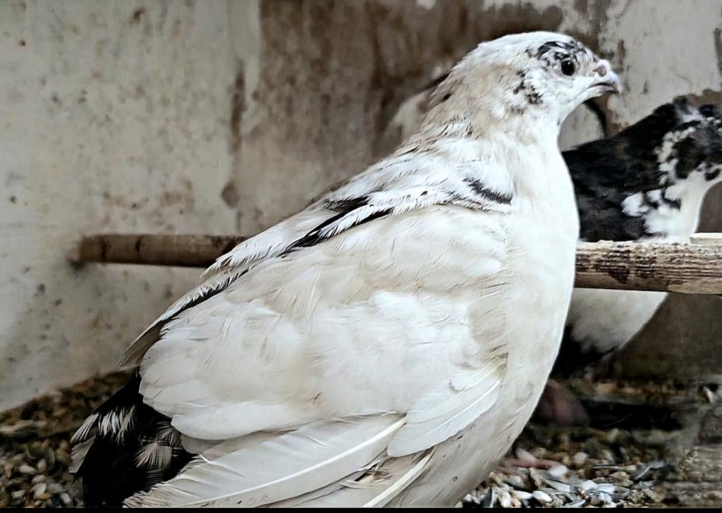 Koppel bonte jumbo kwartels te koop, Meerdere dieren, Tam