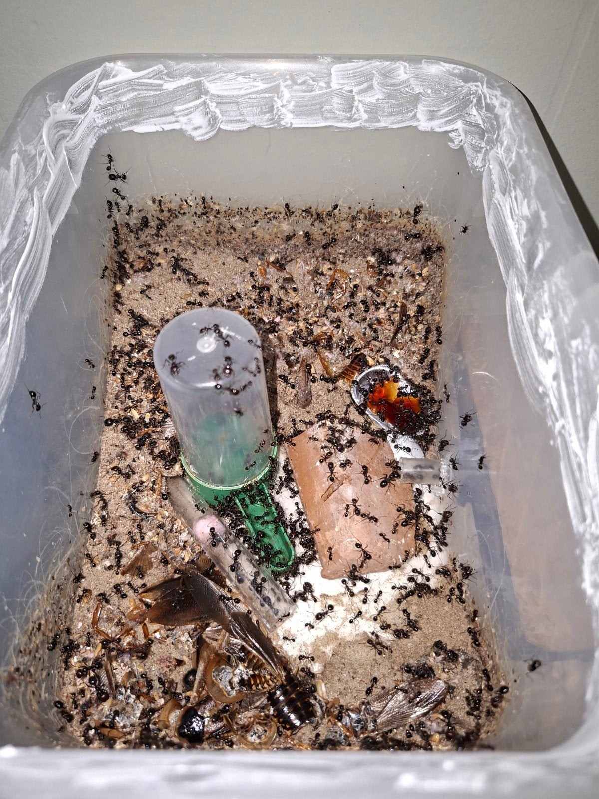 Messor Barbarus kolonie, Mieren