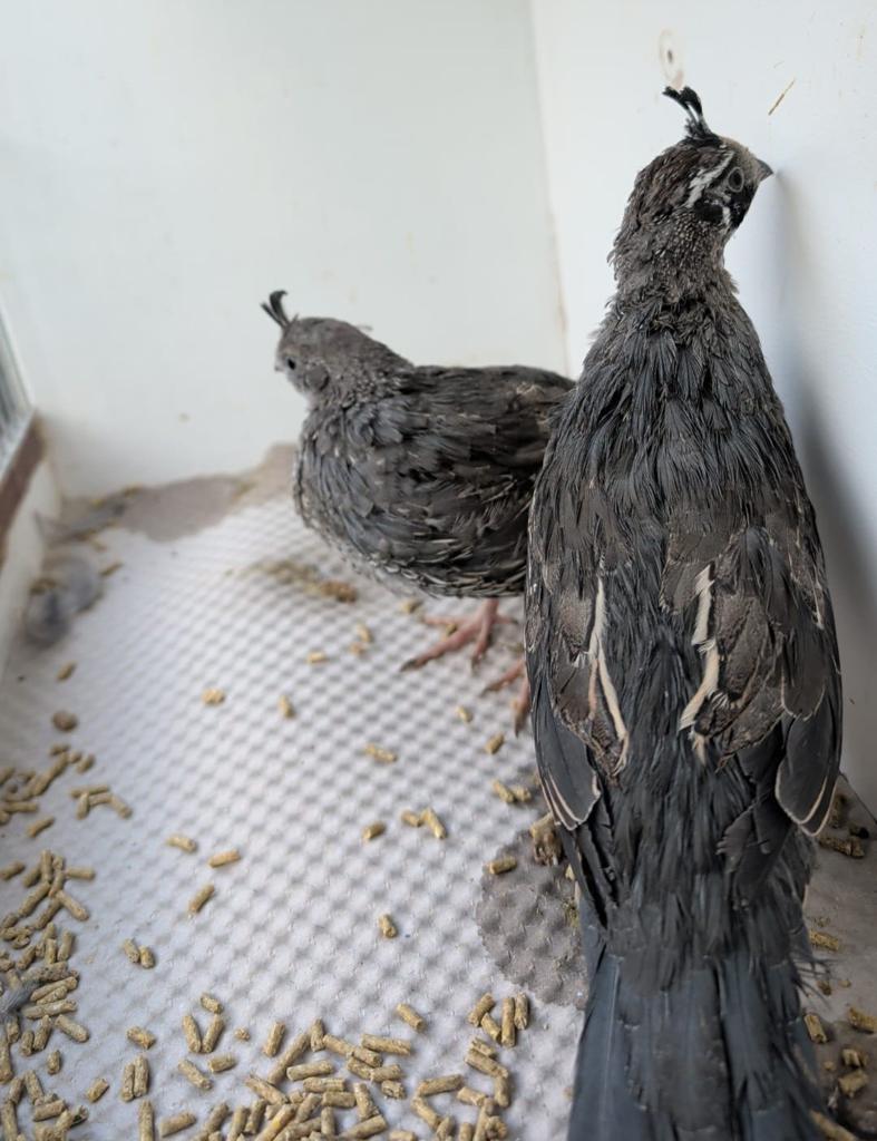 Diverse soorten kwartels., Dieren en Toebehoren, Pluimvee