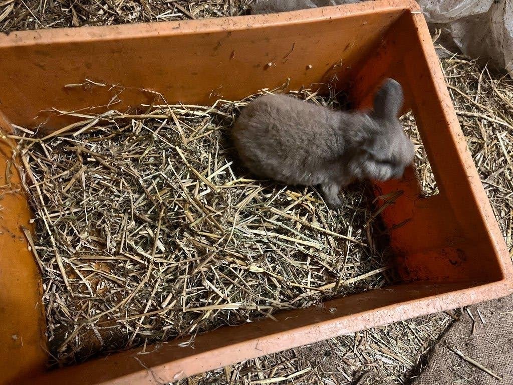 Konijntjes, Dieren en Toebehoren, Meerdere dieren, Klein, 0 tot 2 jaar