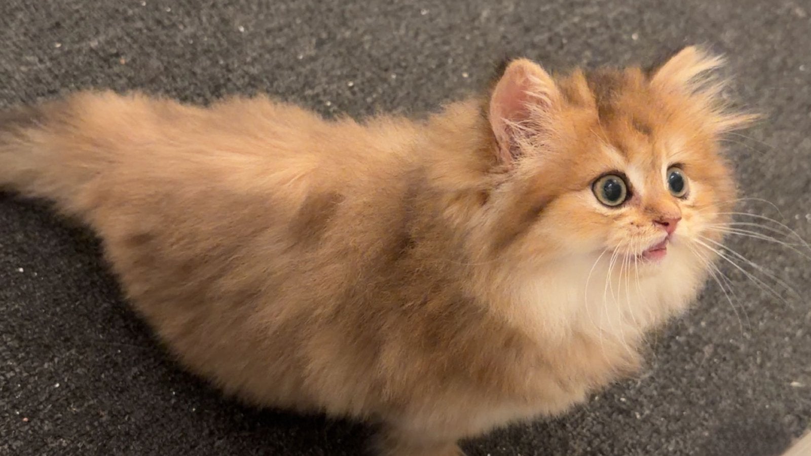 4 Britse langharige kitten, Meerdere dieren