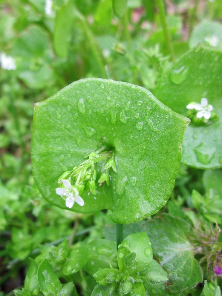 Bio zaden Winterpostelein  - Claytonia perfoliata, Verzenden, Najaar, Halfschaduw, Zaad