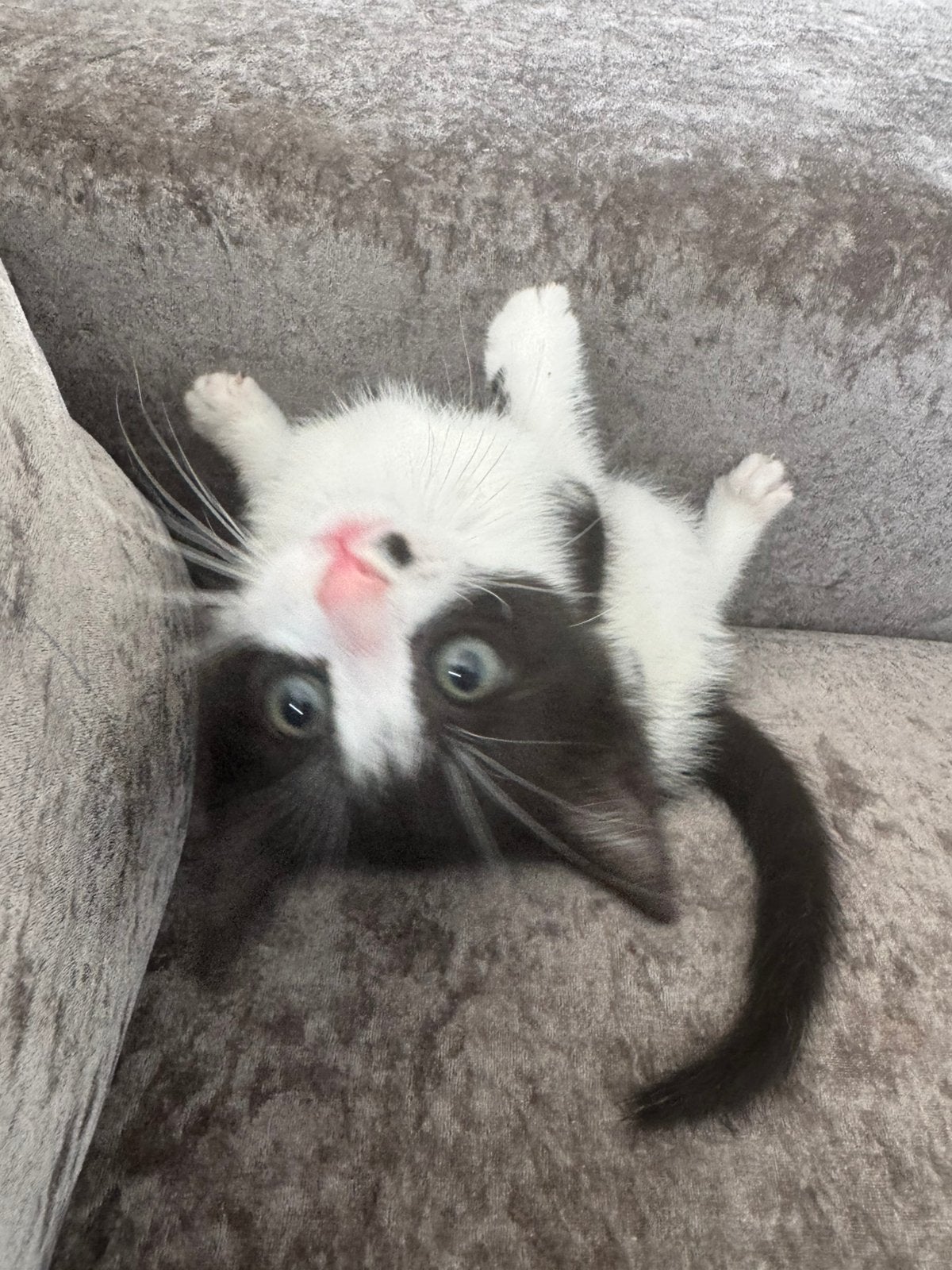 Kitten 8 weken, Dieren en Toebehoren, Poes
