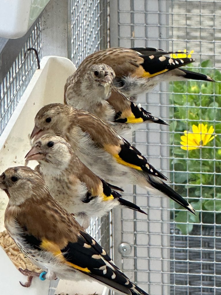 Majoor putters, Dieren en Toebehoren, Vogels | Overige Vogels, Meerdere dieren, Wildzangvogel, Geringd