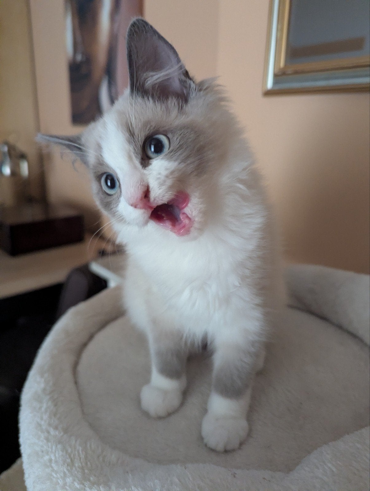 75% Ragdoll kittens, Meerdere dieren, Gechipt