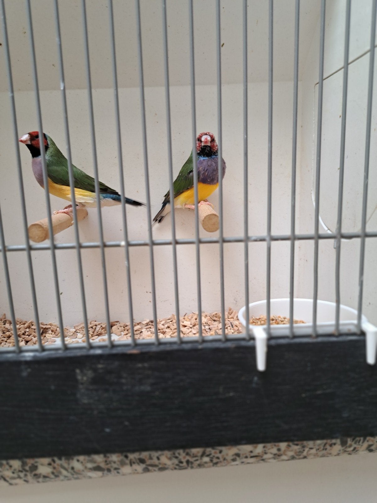 Gould amadine's, Meerdere dieren, Tropenvogel, Geringd