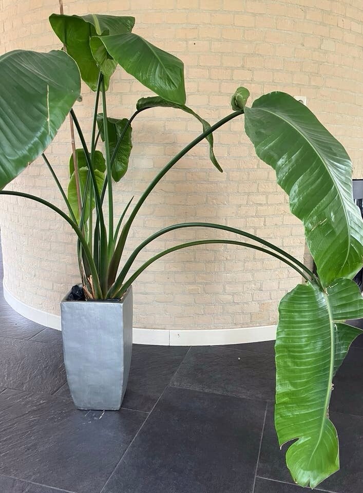 Hele grote Strelitzia “Paradijsvogel plant”, Ophalen, 200 cm of meer, Halfschaduw, In pot