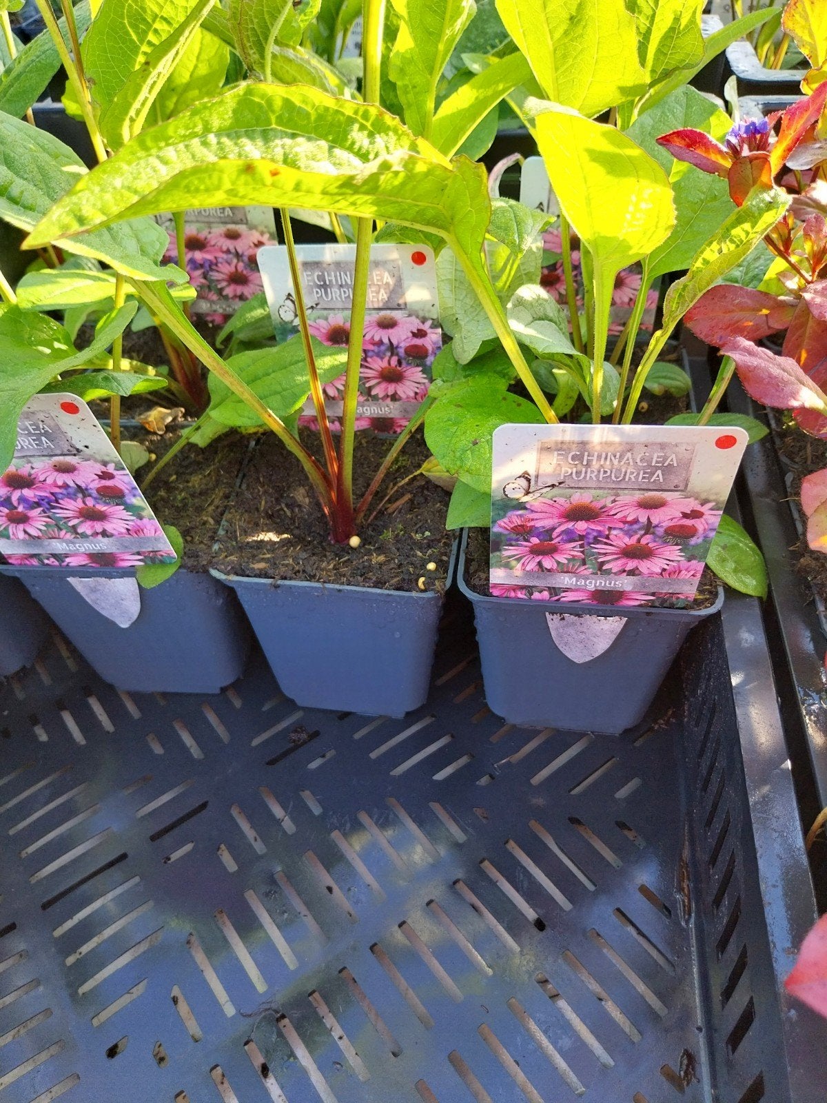 Echinacea Purpurea 'Magnus' - Rode Zonnehoed, Ophalen, Overige soorten, Volle zon