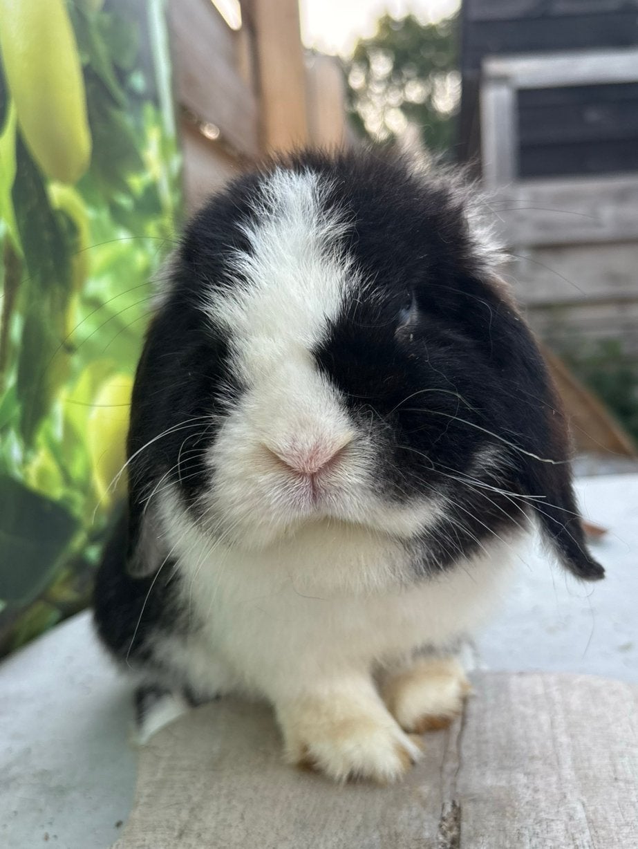 Knappe zwart zilvervos split minilop voedster ! 🩷🐰, Vrouwelijk, Dwerg, Hangoor, 0 tot 2 jaar