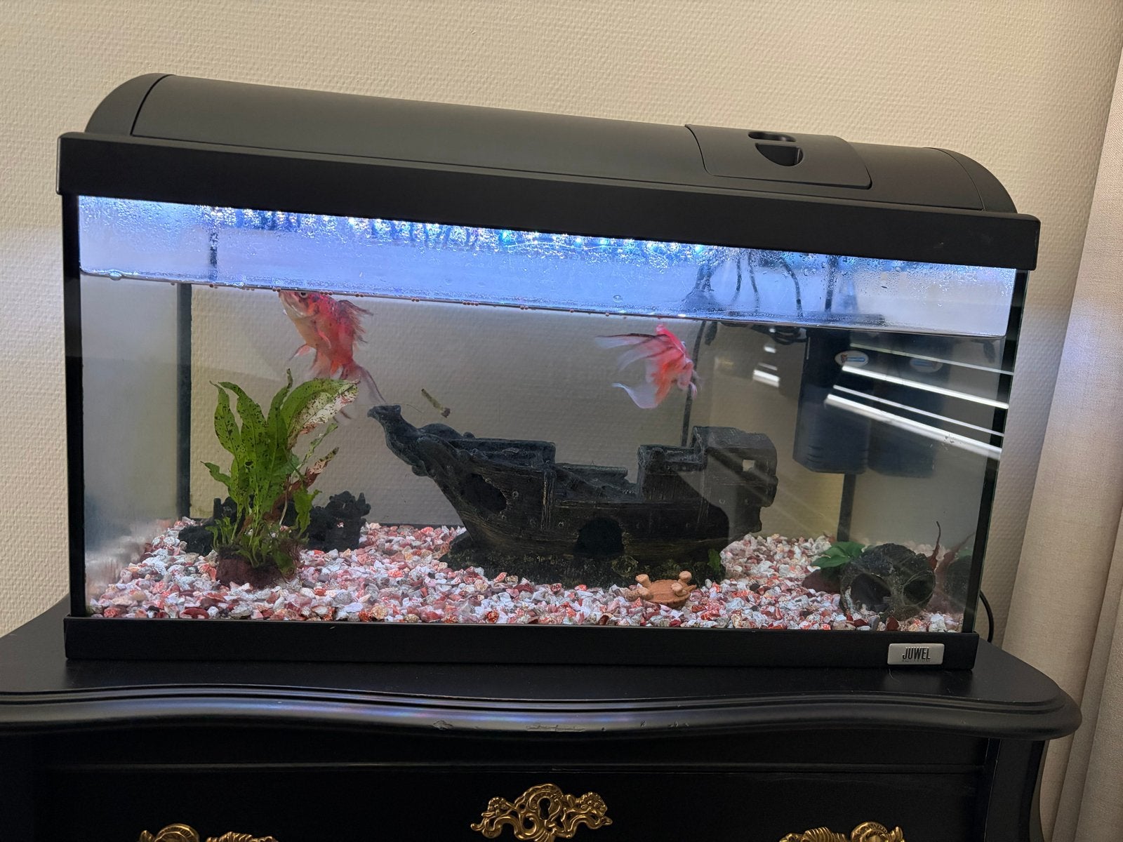 Aquarium incl vissen, Dieren en Toebehoren, Vissen | Aquaria en Toebehoren, Ophalen, Inclusief toebehoren, Gebruikt, Gevuld zoetwateraquarium