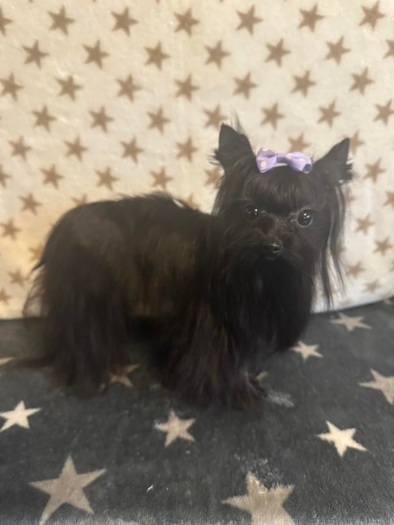 Zwarte Yorkshire Terrier, Dieren en Toebehoren, Yorkshire Terriër, Fokker | Hobbymatig, Reu, 1 tot 2 jaar