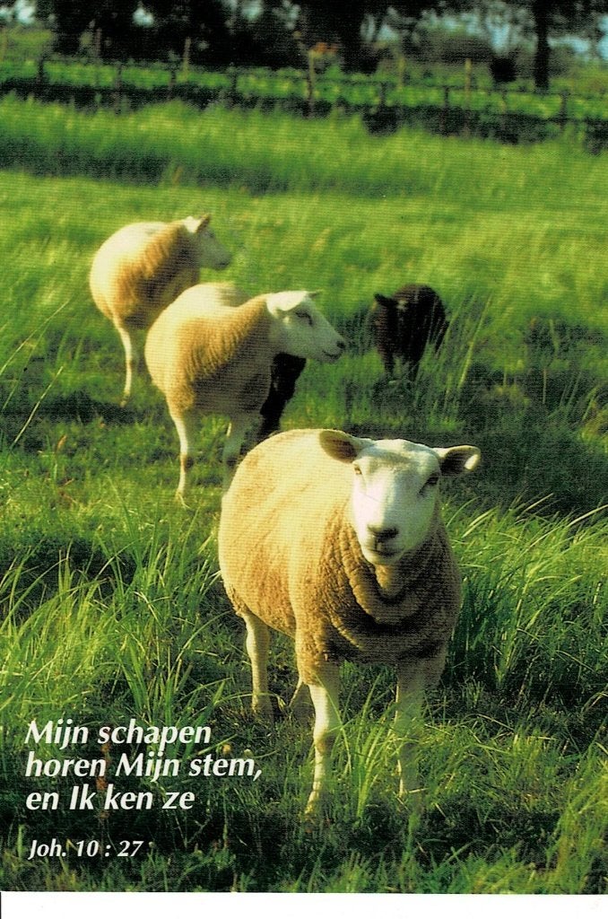 Religie, schapen, Ophalen of Verzenden, Ongelopen, Sterren en Beroemdheden