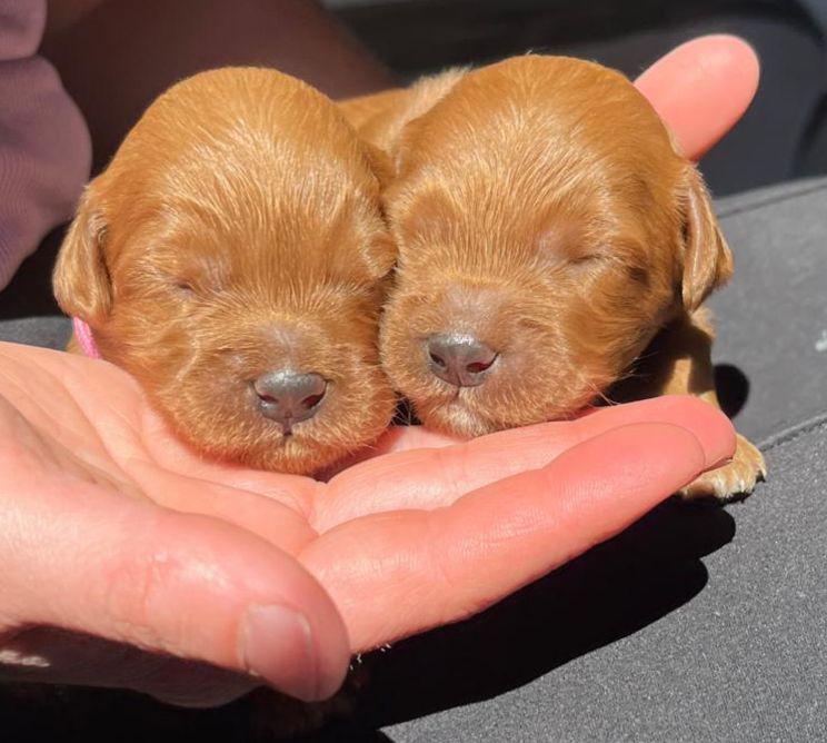 Labradoodle puppy’s, nestje van 7, Overige rassen, 8 tot 15 weken, Parvo, Meerdere