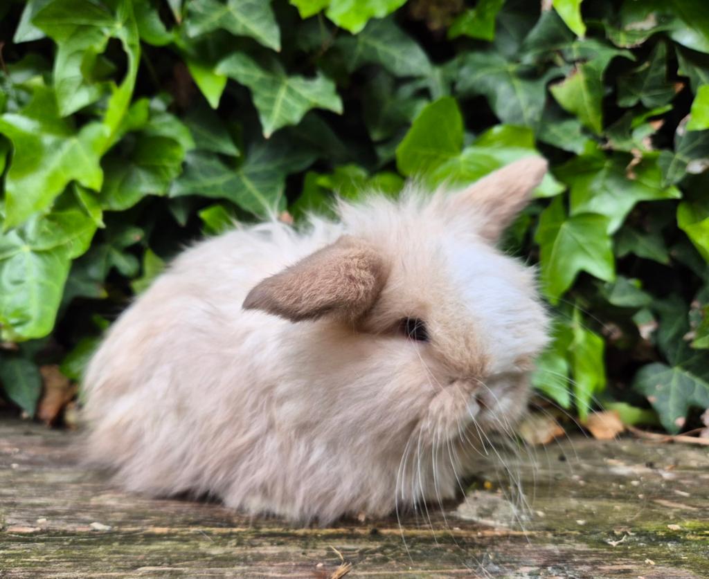 Lieve teddy widder / kasjmier hangoor dwerg konijn rammetje, Mannelijk, Dwerg, Hangoor, 0 tot 2 jaar