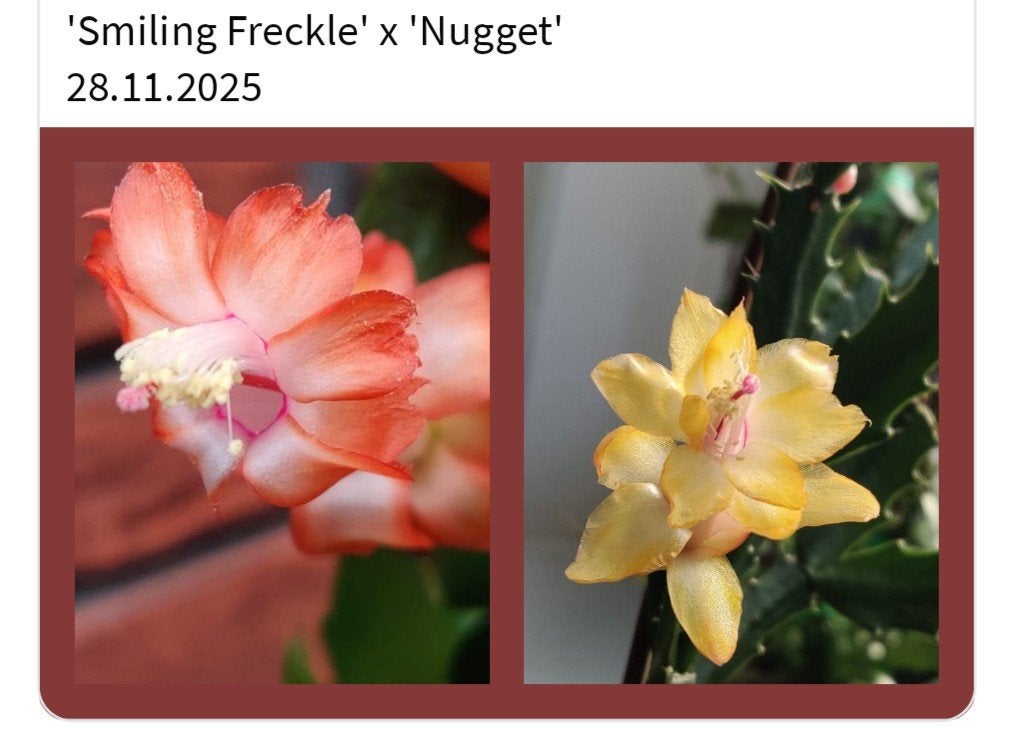 Schlumbergera nieuwe hybride zaadbesje op 1 bladsegment, Verzenden, Halfschaduw, Minder dan 100 cm