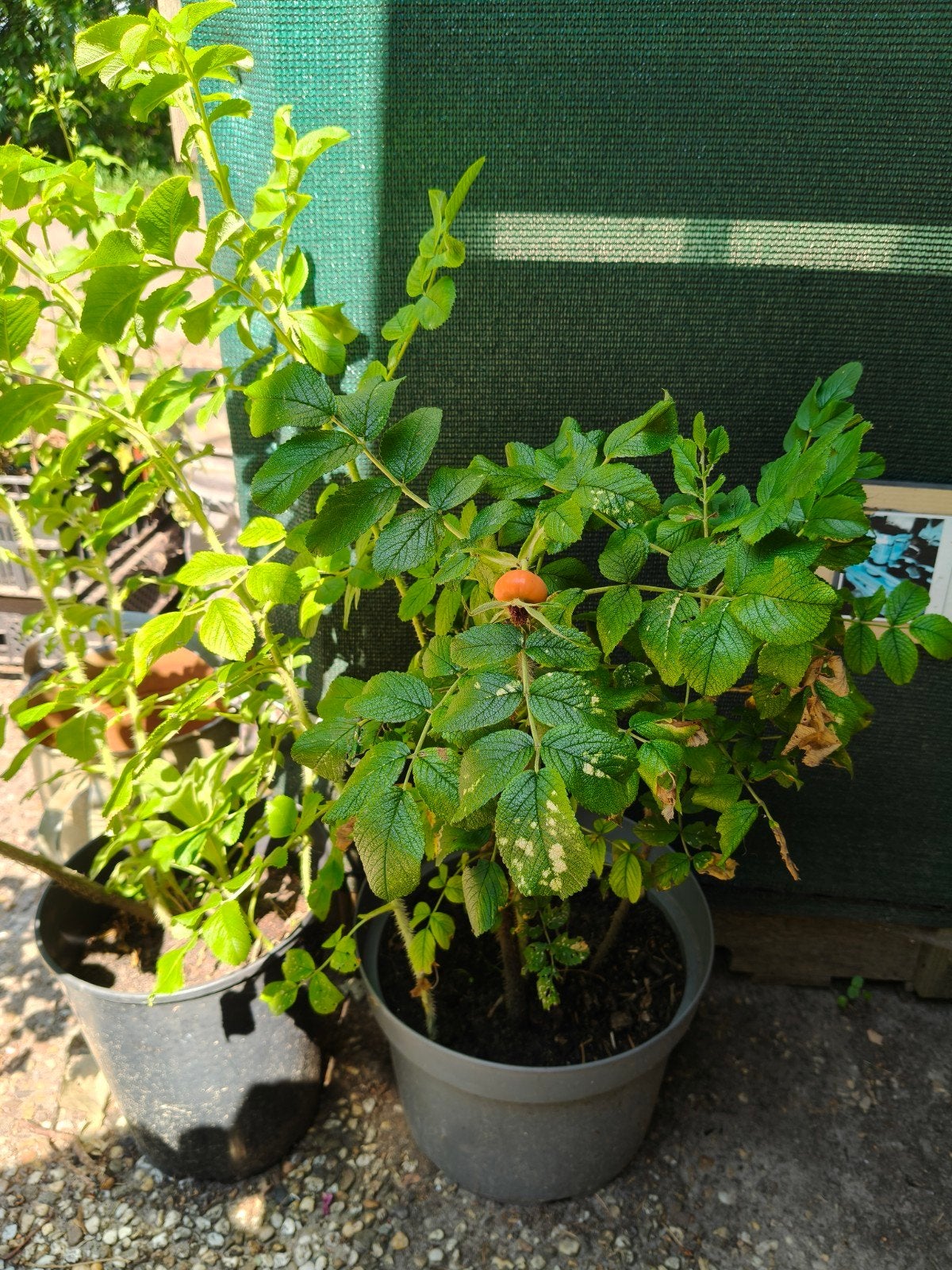 Rozenbottel stekken te koop uit eigen tuin 
Meerdere stekken, Ophalen of Verzenden, Overige soorten, Minder dan 100 cm