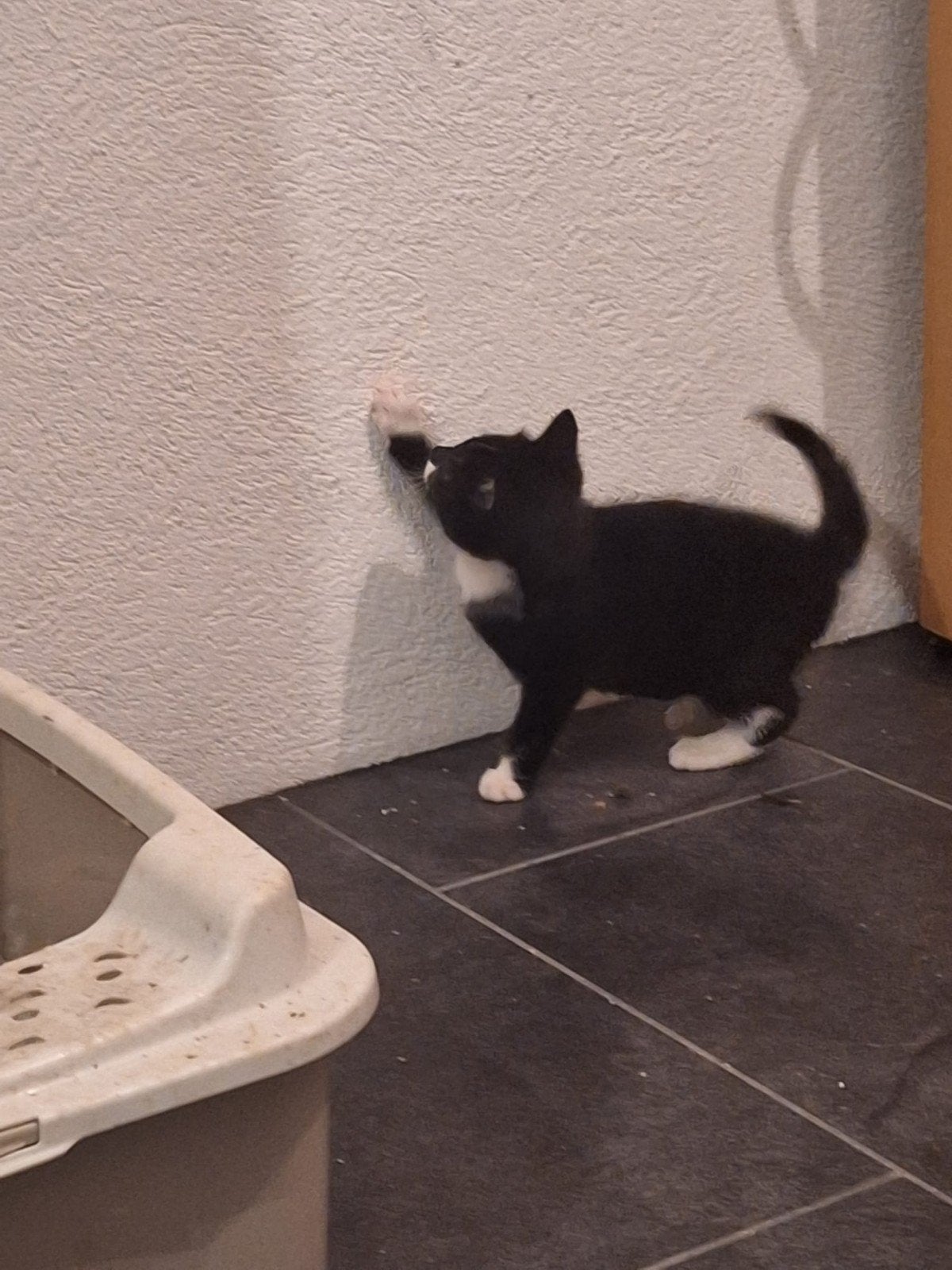 2 boerderij kittens.  waarschijnlijk katers, Meerdere dieren, Kortharig, 0 tot 2 jaar