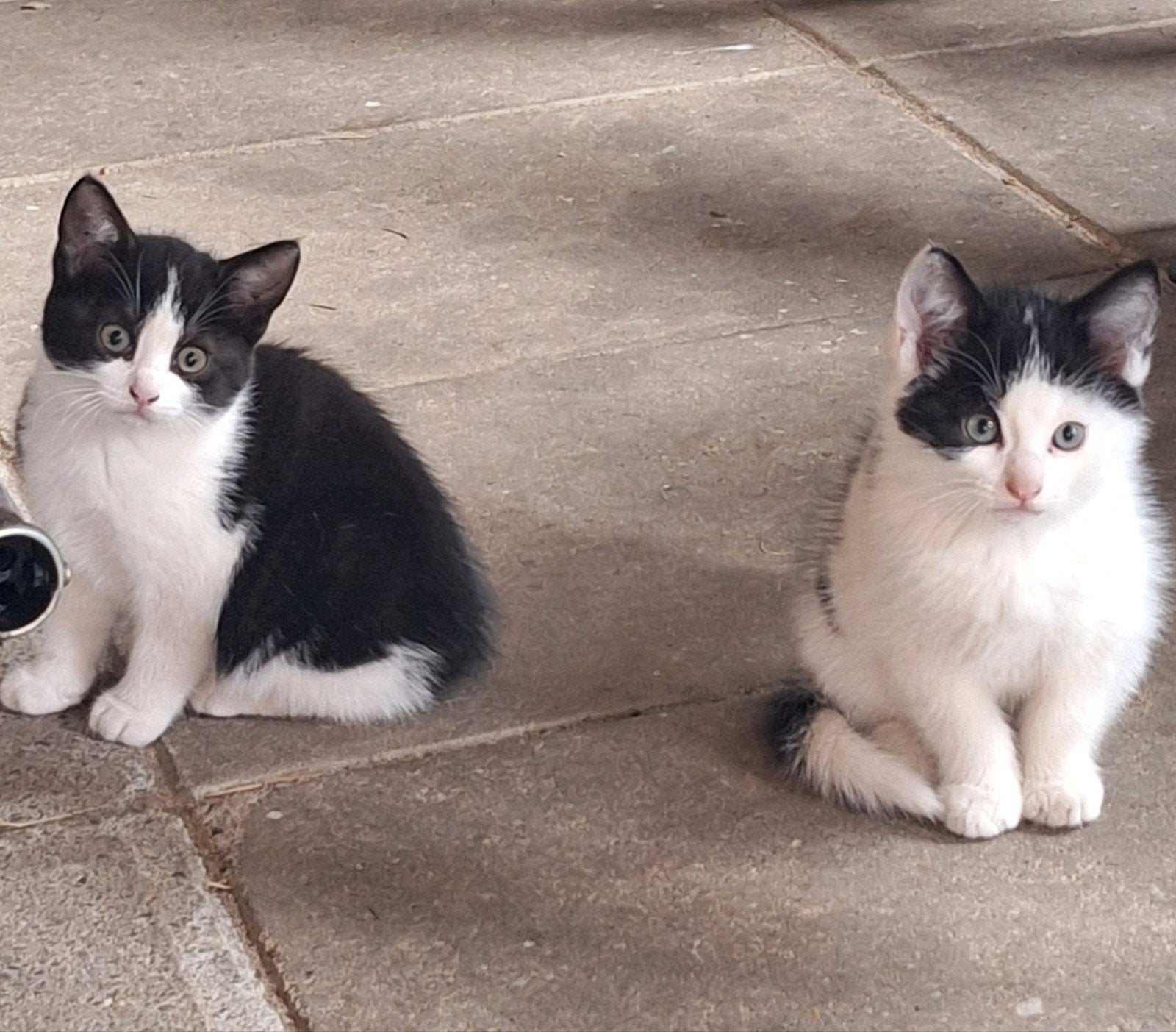 Prachtige kittens. Zwarte en zwart/witte. Ontwormd en ontvl.