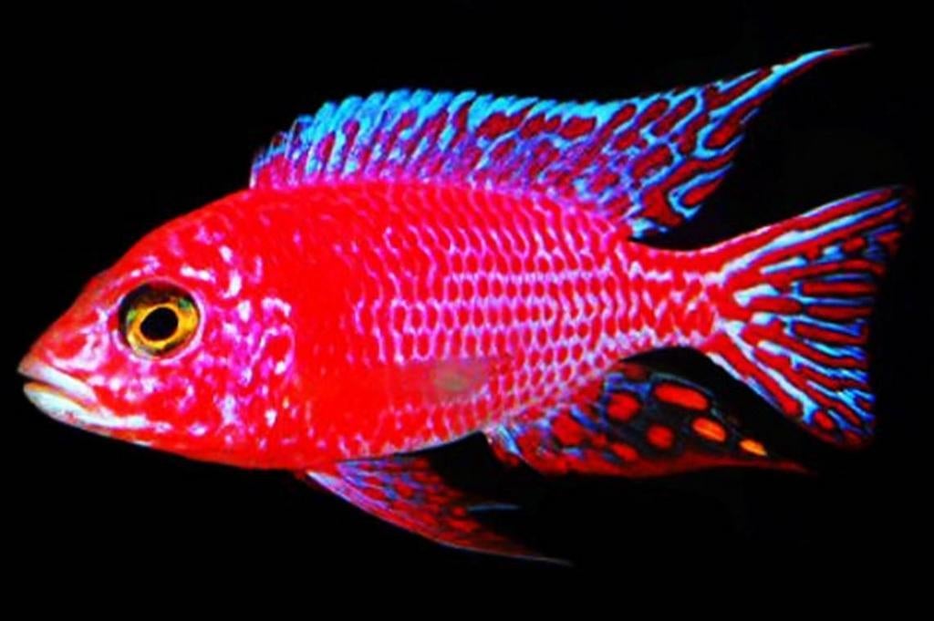 Aulonocara Firefish Dragonblood Exclusief!!!, Vis