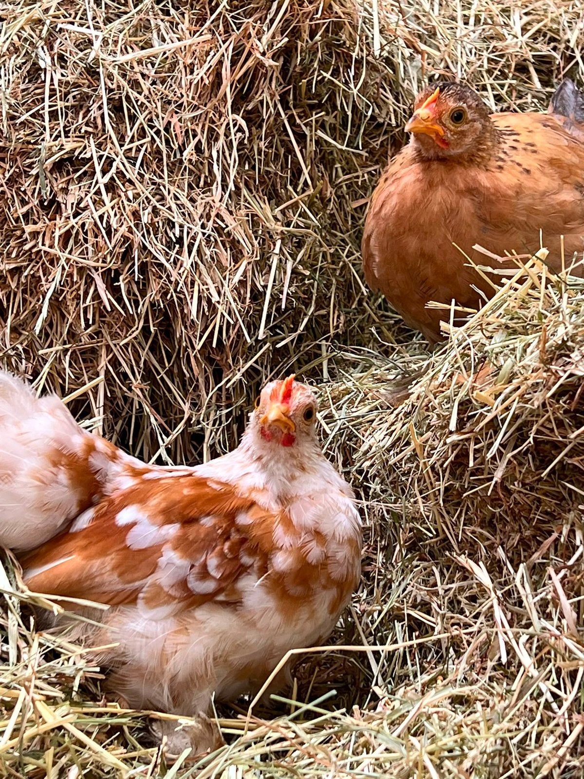 Tamme jonge kippen te koop, Dieren en Toebehoren, Pluimvee, Meerdere dieren, Kip