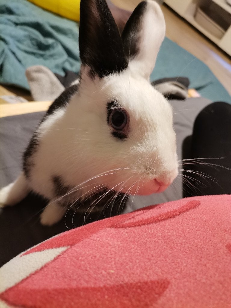 Konijn/Rabbit, Dieren en Toebehoren, Vrouwelijk, Klein, 3 tot 5 jaar