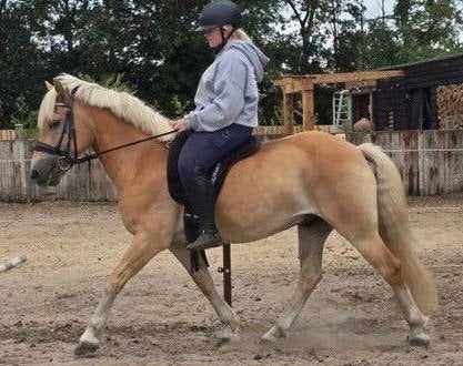 prachtige haflinger ruin, Dieren en Toebehoren, Pony's, Met stamboom, Ruin, M, 11 jaar of ouder