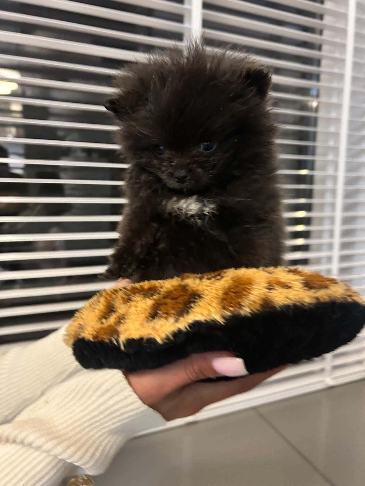 Pomeriaan puppy’s, Dieren en Toebehoren, Rabiës (hondsdolheid), 8 tot 15 weken, Meerdere dieren, Eén hond