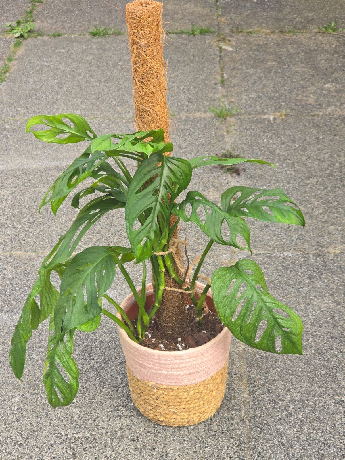 Monstera Adansonii Mint P14, Huis en Inrichting, Kamerplanten, Ophalen, Overige soorten, Halfschaduw, In pot