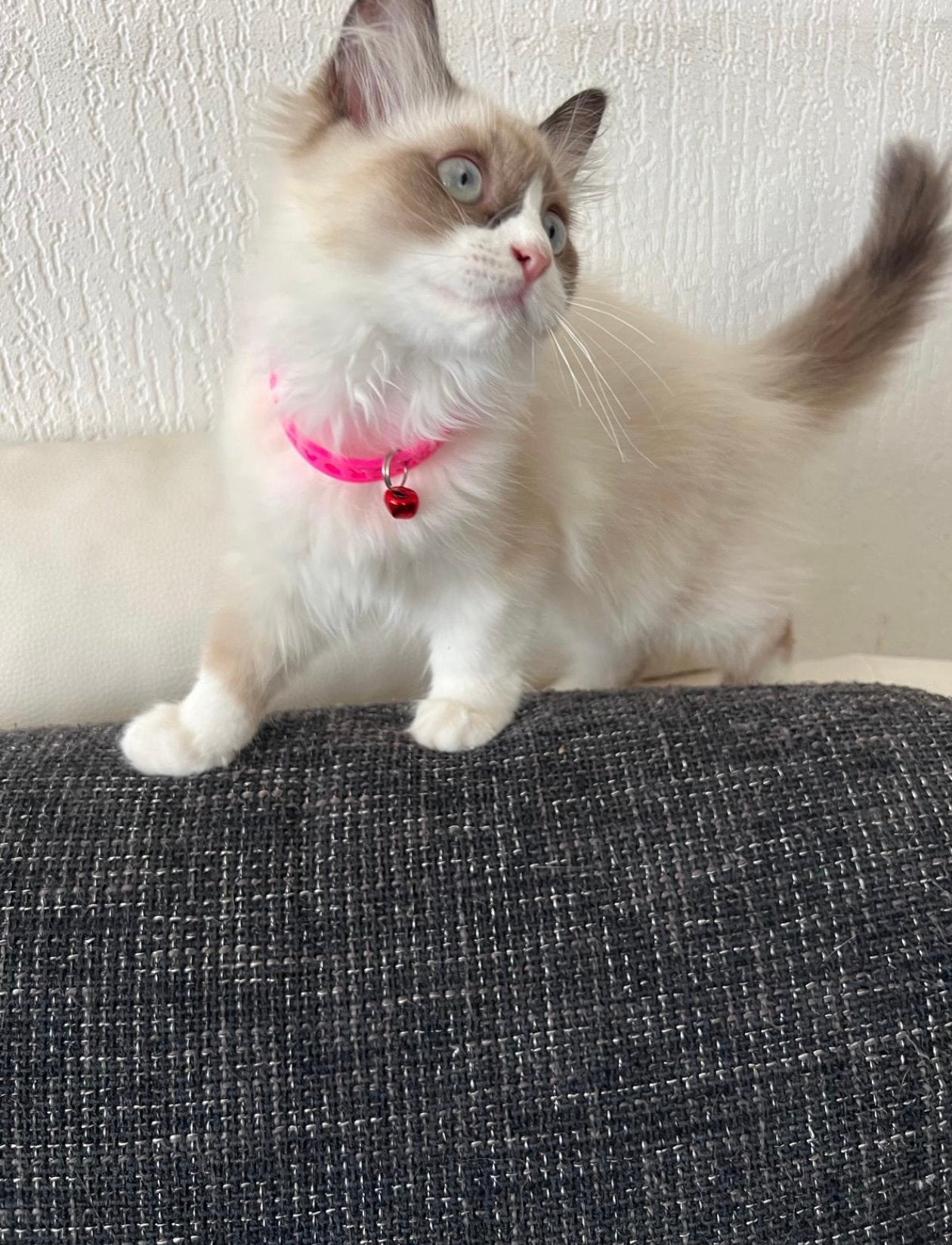 Ragdoll kitten, Poes, Ontwormd