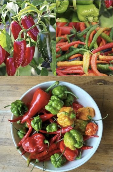 Peper zaden diverse soorten, Verzenden, Zaad