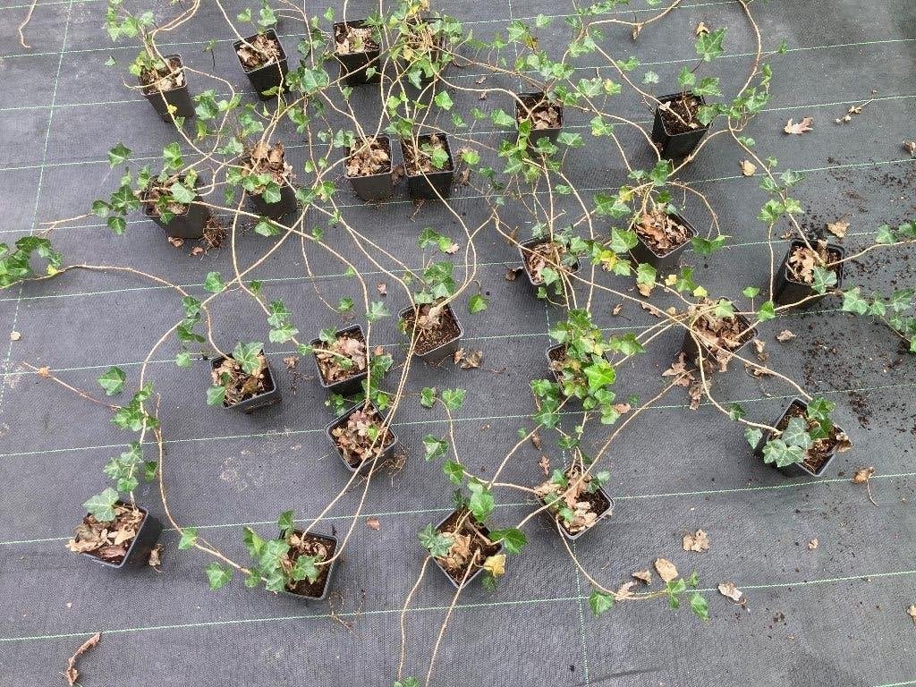 Hedera hibernica, Ophalen, Bloeit niet, Klimplanten, Halfschaduw