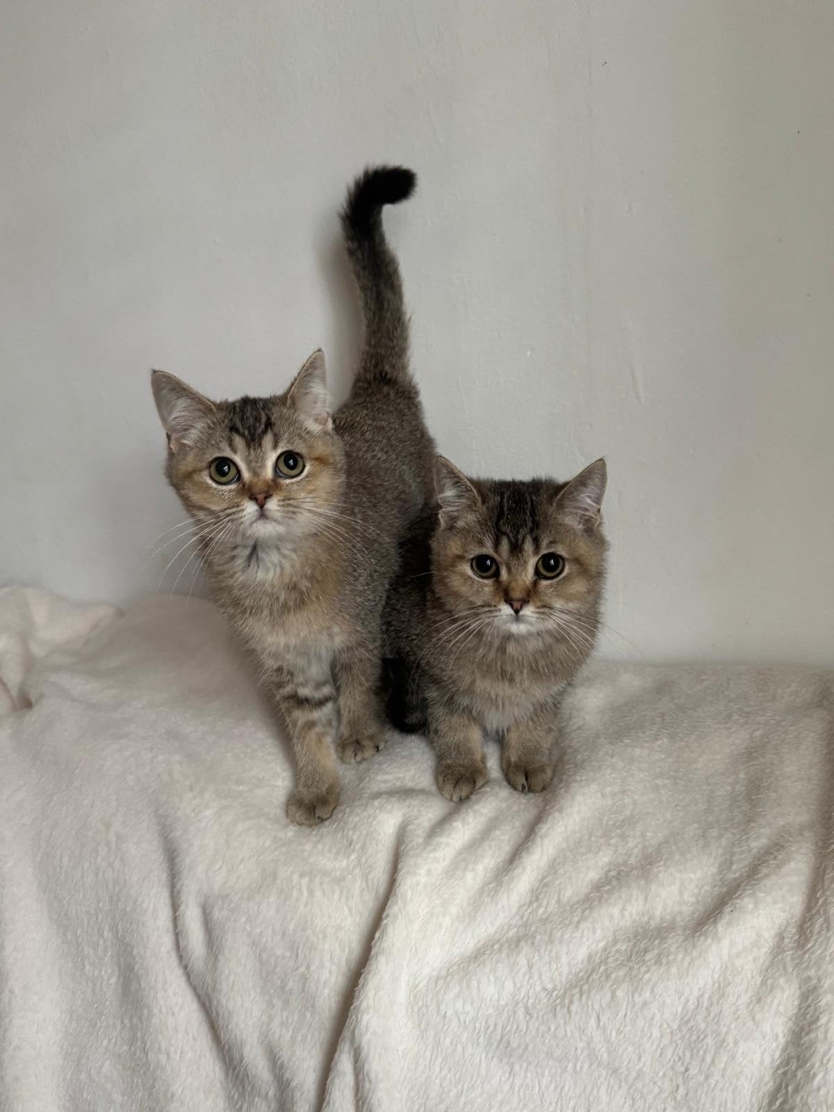 Britse korthaar kittens/ raszuivere, Dieren en Toebehoren, Meerdere dieren, Kortharig, 0 tot 2 jaar