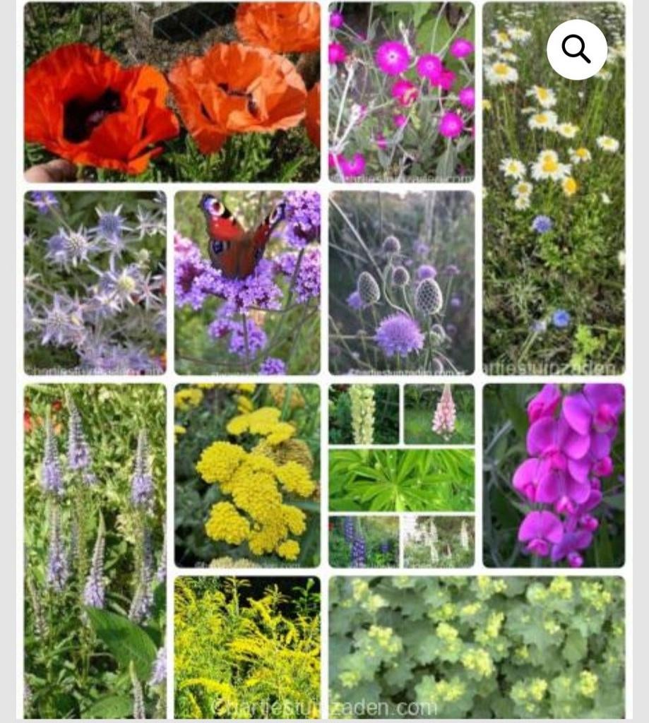 Zadenpakket vaste planten pluktuin, Tuin en Terras, Bloembollen en Zaden, Verzenden, Volle zon