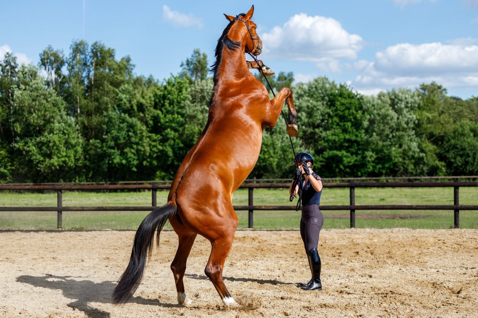 Stalling vrij!, Dieren en Toebehoren, Stalling en Weidegang, Stalling, 1 paard of pony