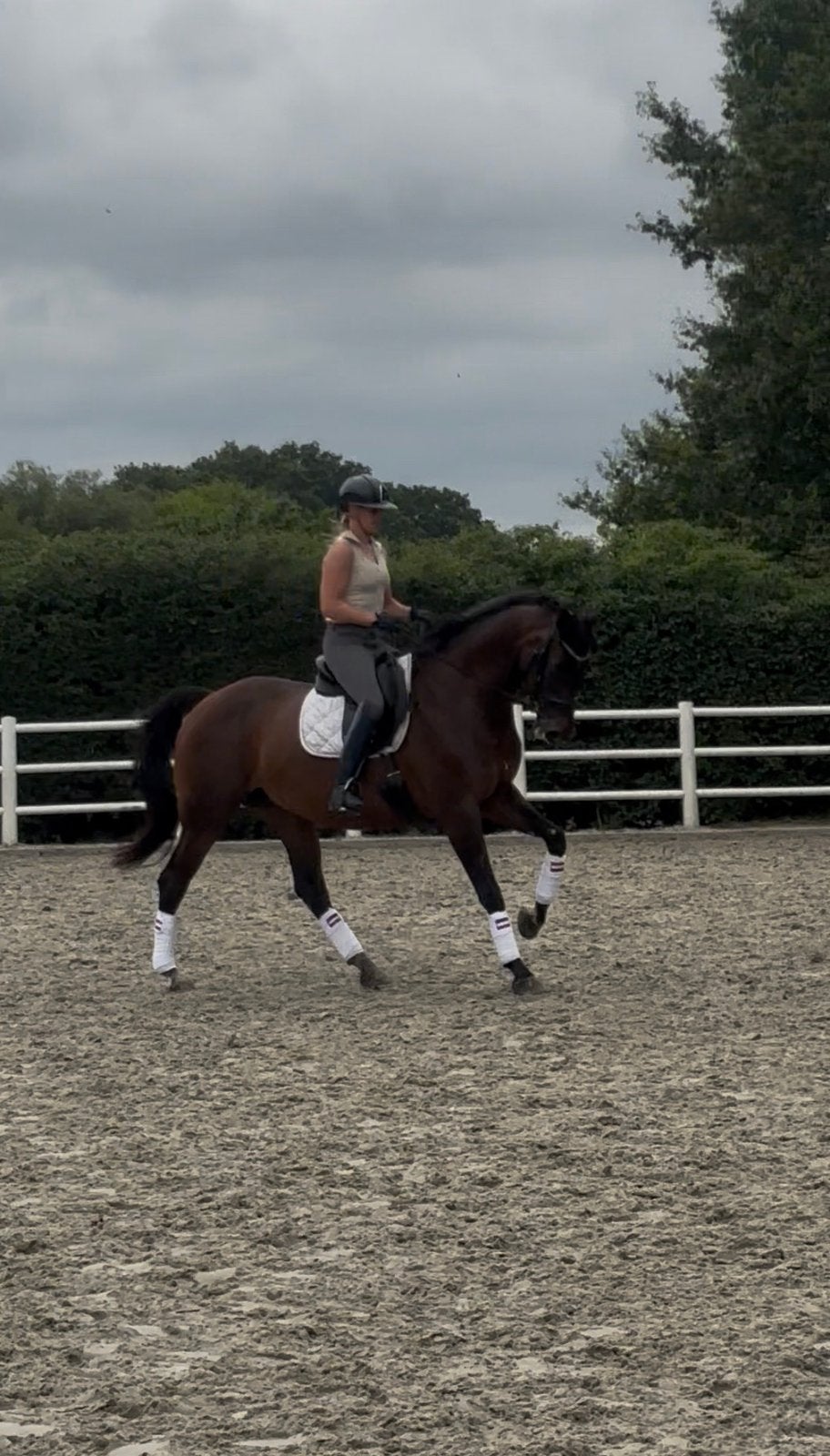 Super lieve 16 jarige recreatie / fokmerrie, Merrie