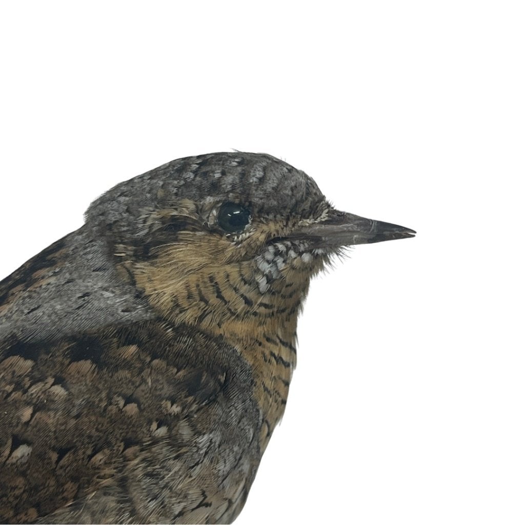 Opgezette draaihals, Ophalen of Verzenden, Nieuw, Vogel, Opgezet dier